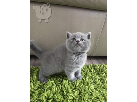 Βρετανικό Shorthair